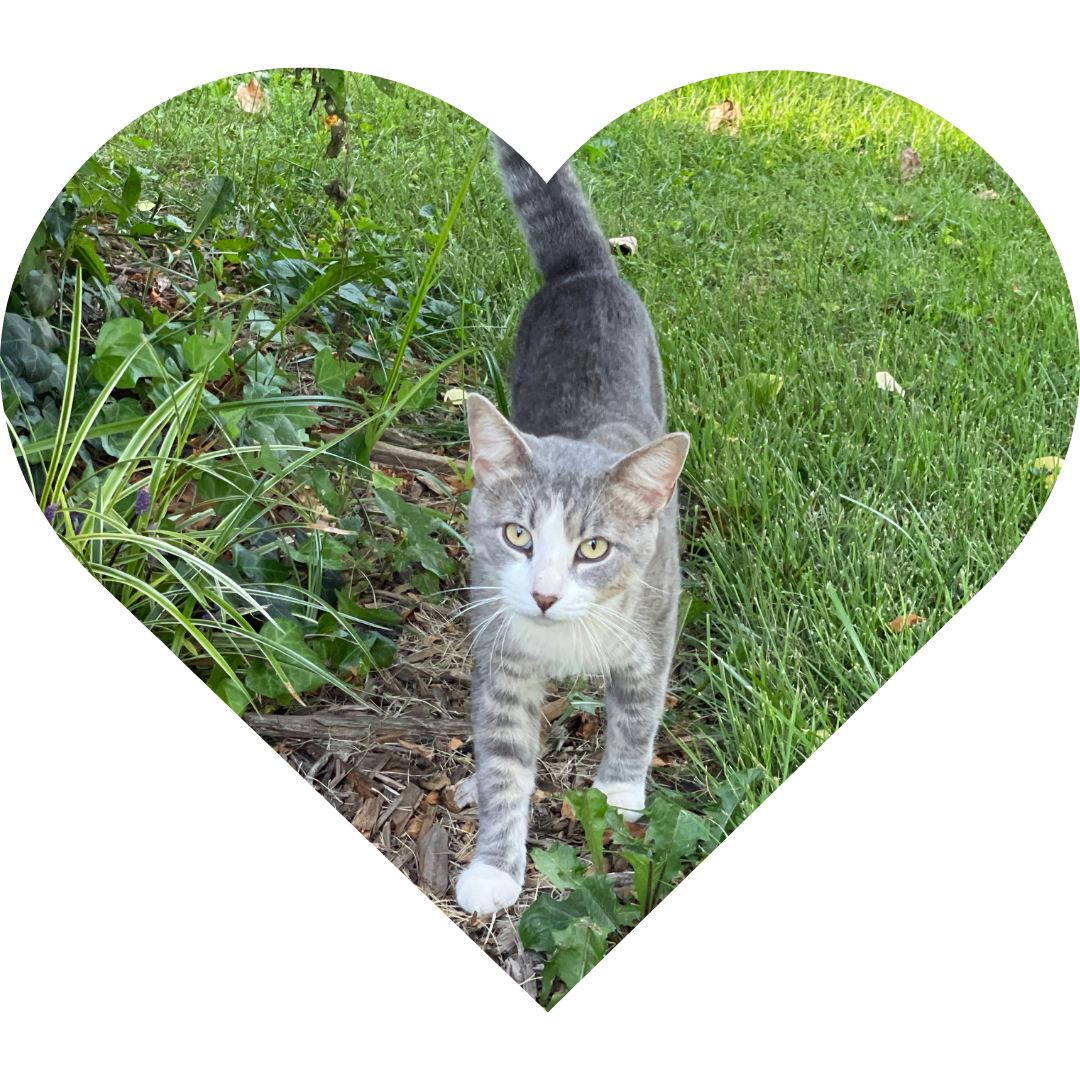 A gray tabby cat with white paws stands in the garden, looking directly at the camera with curious golden eyes.