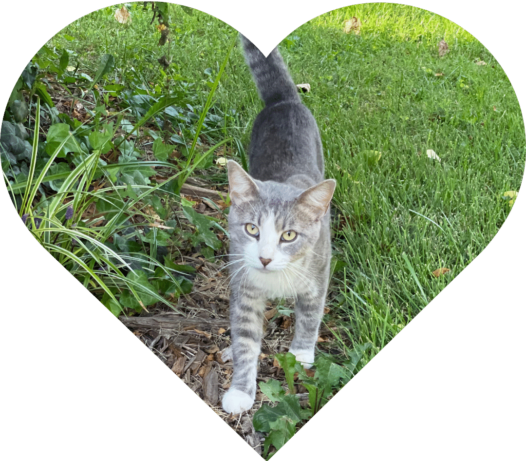 A gray tabby cat with white paws stands in the garden, looking directly at the camera with curious golden eyes.