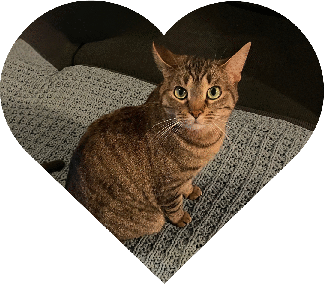 A round, soft tabby cat sits on a textured blanket, looking up with big, bright green eyes.